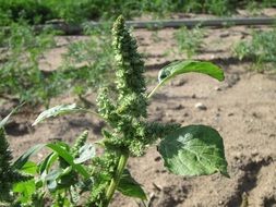 amaranthus retroflexus plant