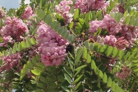pink acacia flowers