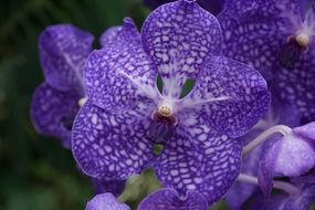 radiant orchid flower close-up on blurred background