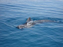Dolphin in water