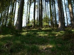 beautiful and amazing tree forest with colorful plants