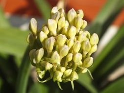 macro photo of wild flower in spring