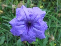 closeup photo of purple blue flower in a garden