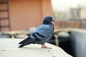 pigeon on the table near the house
