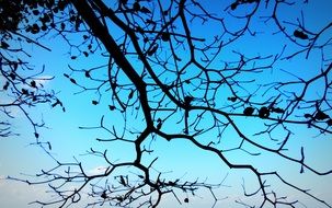 branches against the blue sky