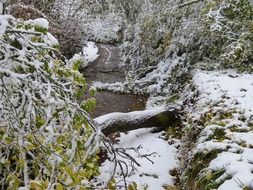 landscape of first snow in forest