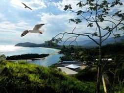 seagull in the sky of atlantic forest