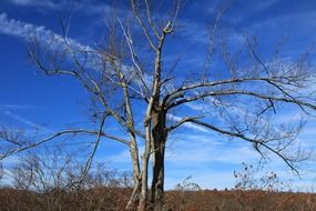 Autumnal leafless tree