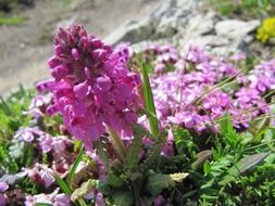 growing pink alpine flowers on a mountain