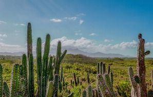 long cacti in the mountains in Venezuela