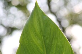 Sharp green leaf on a blurred background