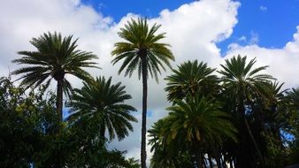 cloudy sky over palm trees in hawaii