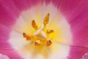 Macro view of tulip