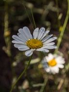 Picture of daisy flowers