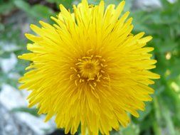 magnificent yellow dandelion on a background of nature