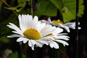 white daisies near a green plant