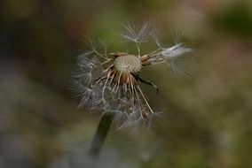 dandelion fluff macro