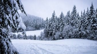 coniferous forest in deep snow