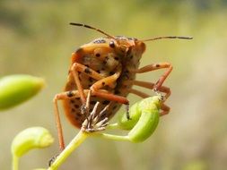 orange beetle