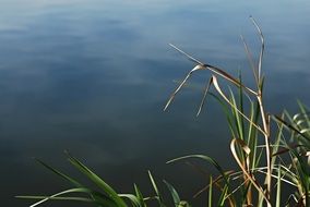 green reeds on the shore of a calm lake