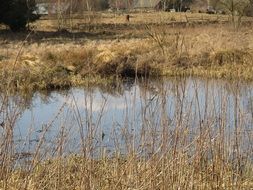 Pond on the meadow in Poland
