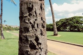 Ugly tree palm tropical