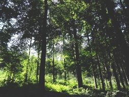 dense green forest in summertime