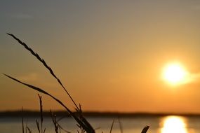 sunset over the lake in the reeds