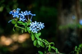 Blue forget me not flowers pointed