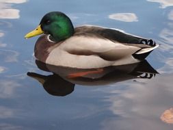 Picture of duck is in a water
