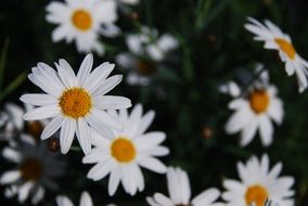 bunch of daisy flowers