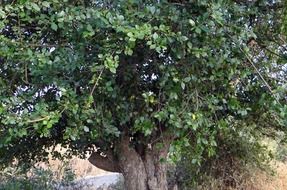 toothbrush tree in india