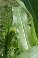 corn plant with flower closeup
