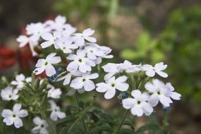 a bouquet of spring white flowers