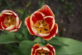 multicolored tulip
