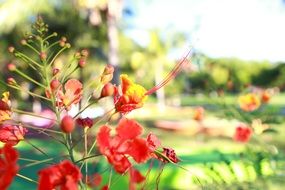 Caesalpinia, red flowers