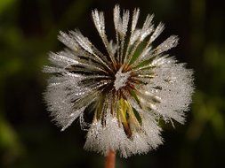 dandelion with wet seeds