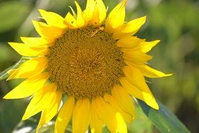 Photo of bright yellow sunflower close-up on blurred background