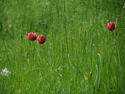 beautiful tulips