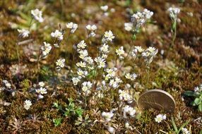 a coin in the ground with flowers