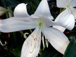 extraordinarily beautiful white lily flower