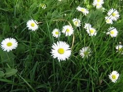 green meadow with white daisies close-up