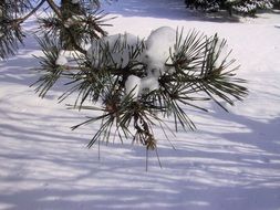 snow pine