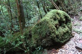 green moss on a stone in the forest