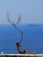 dry tree on the shore of the island of Santorini on the background of the sea