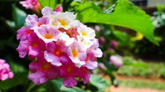 bright and beautiful mini flowers