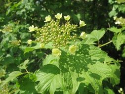 viburnum opulus shrubs
