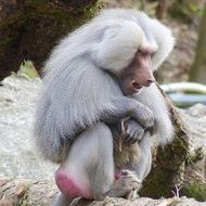 hamadryas baboon in wildlife