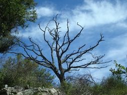 dead tree among the landscape