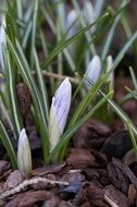 crocus bud in the end of winter